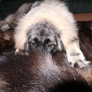 Meet your Posher, Craig